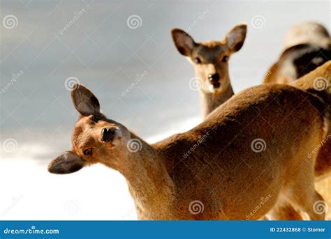 Funny Deer Stock Photo Image Of Funny Deer Playful 22432868