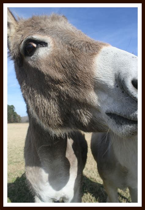 Grey Donkey Close Up Etsy