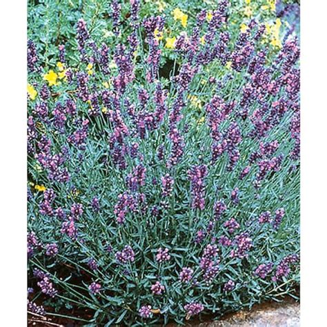 BELL NURSERY Gal Hidcote English Lavender Lavandula Angustifolia Live Flowering Perennial