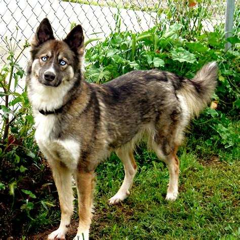 As german shepherd husky mix is a mix dog breed. 15 Best Husky Mix German Shepherd Images And Photos