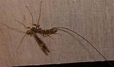 Long Tail Wasp