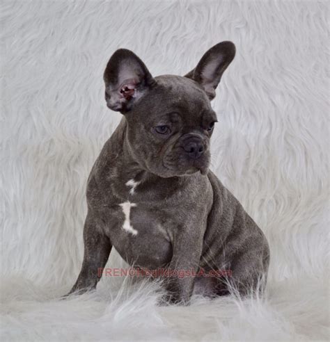 We have both males and females, beautiful short, true to form puppies excellent pedigree. Blue French Bulldog Puppies for Sale - Breeding Blue ...