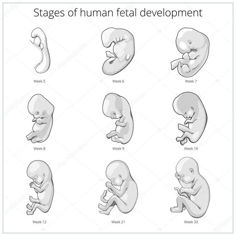Etapas Del Vector Esquem Tico Del Desarrollo Fetal Humano Stock Vector