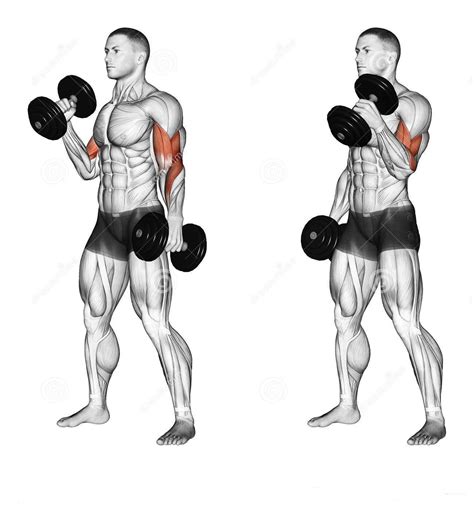 Bodybuilder Workouts To Build The Biceps And Triceps Biceps Workout