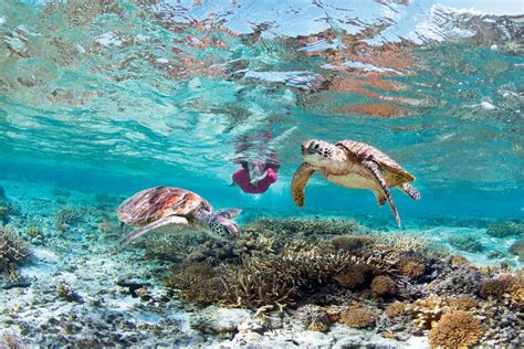 Marine Life Great Barrier Reef Queensland Australia