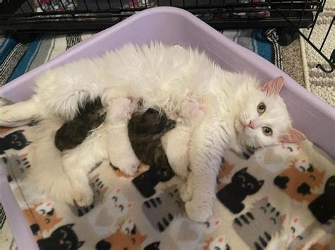 Stray Cat Nursed Its Pregnant Lover