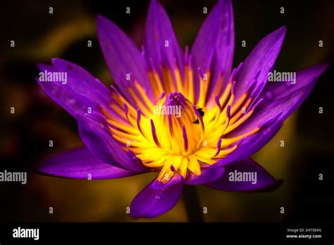 Purple Water Lily Flower Macro Close Up Shot Saturated Colors