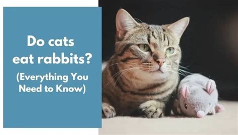 Do Cats Eat Rabbits Everything You Need To Know Animalfate