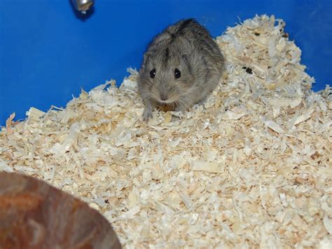 Wie gewohnt könnt ihr aus verschiedenen „berufen für die lemminge auswählen und diese dann frei vergeben. Nagetiere - Lemminge Tieranzeigen Seite 1