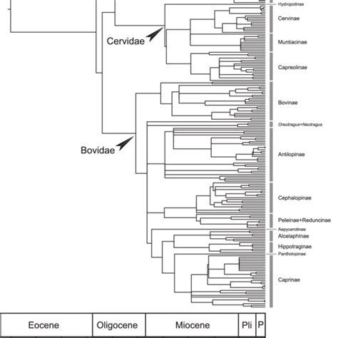 Supertree Of All 197 Extant And Recently Extinct Species Of Ruminants