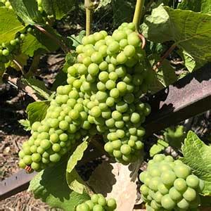 Find and compare prices across merchants, keep up with wine news, learn wine regions & grape varieties. Grape Vines for Wine Making - Nurseries Online