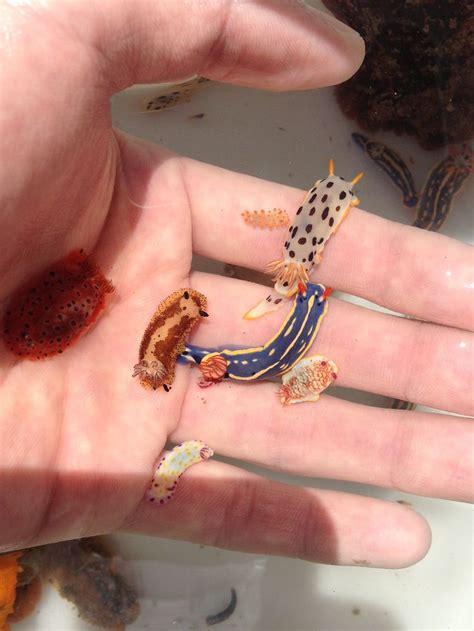 Tiny Sea Slugs Imgur