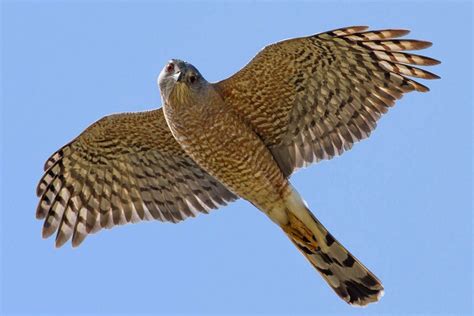 How To Tell Coopers And Sharp Shinned Hawks Apart Coopers Hawk