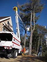 Tree Service Falmouth Ma Pictures
