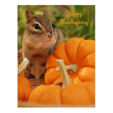 Happy Thanksgiving Little Chipmunk Postcard Zazzle