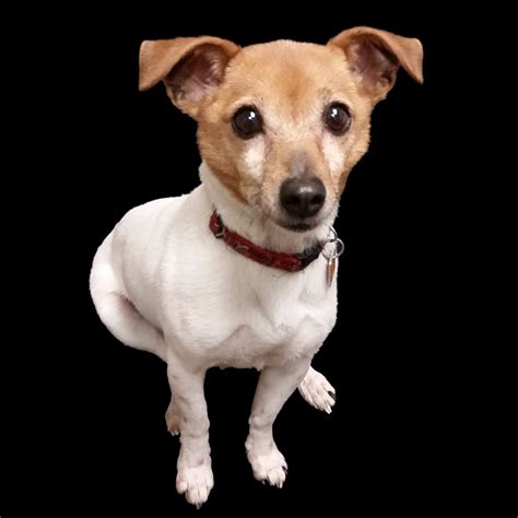 Some bed bug products cannot be used where others can. Canine Scent Detection - Poulin's Pest Control