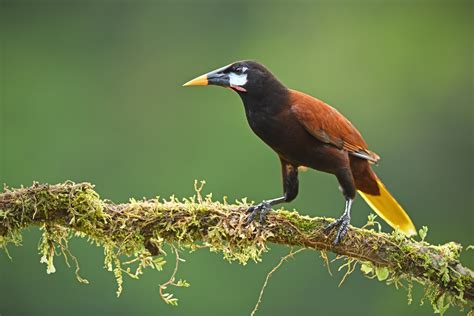 Montezuma Oropendola Nature Travel Birding