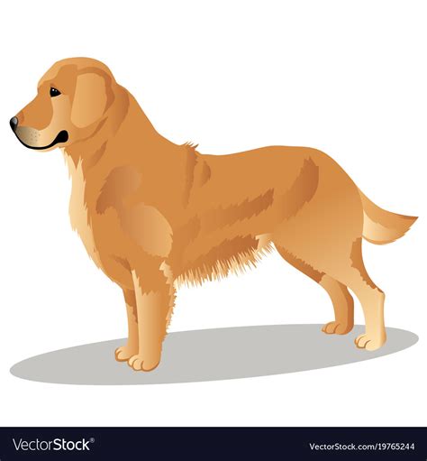 Golden Retriever Dog Royalty Free Vector Image
