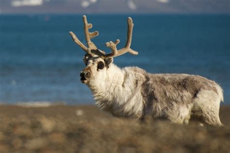 Close Up Of Reindeer On A Shingle Beach Nick Dale Private Tutor
