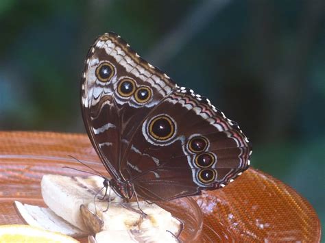 Mimicry Deception Helps Many Animals Survive In The Natural World