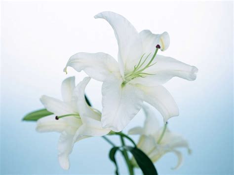 Choose from 70+ white lily graphic resources and download in the form of png, eps, ai or psd. 27 Beautiful HD Lily Flowers Wallpapers - HDWallSource.com