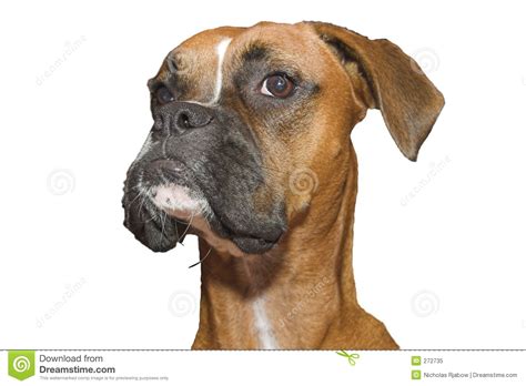 Boxer Stock Image Image Of Eyes Moist Head Canine Isolated 272735