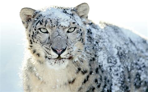 Snow Leopard Afghanistan Nationalturk 4578 Nationalturk
