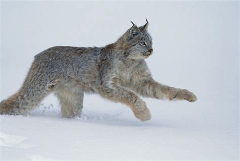 Snow Lynx Uk