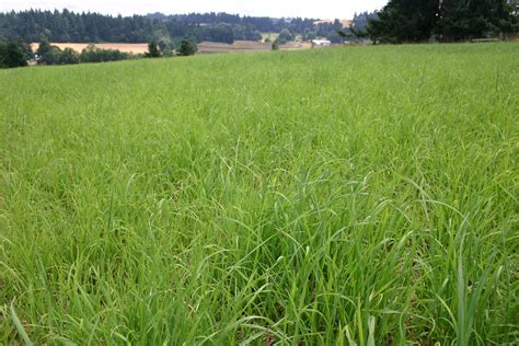 Aug 21, 2018 · some of the more common grass hays include timothy, brome, orchard grass and bluegrass. Silver Falls Seed Company - Durable Pasture Mix