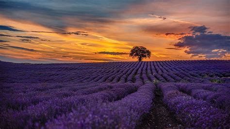 1920x1080px 1080p Free Download Flowers Lavender Field Nature
