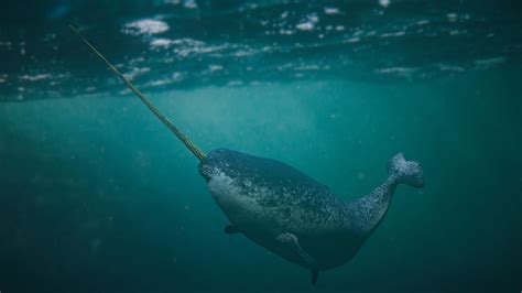 Are Narwhals Endangered American Oceans