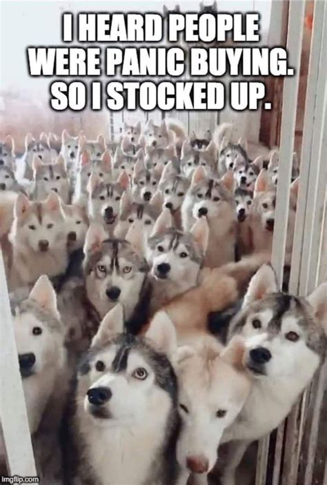 Pin By Dominique Marrocco On Hahaha Funny Dog Memes Cute Husky