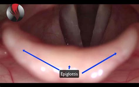 Ep9 Singing Basics How Do Vocal Cords Work Power To Sing