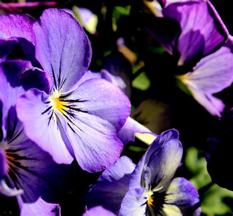 Spring Pansies By Earls Photography Photograph By Earl Eells A
