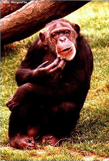 Chimps More Evolved Than Humans Live Science