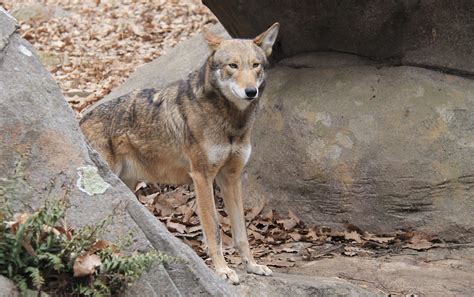 Dna Of The Extinct Red Wolf Discovered In Wild Dogs In Texas