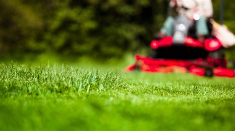 How To Avoid Becoming A Victim Of Lawn And Garden Scams