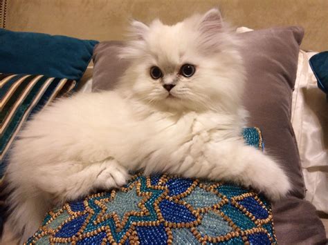 Traditional Doll Faced Persian Kitten Blue Lynx Point Scout