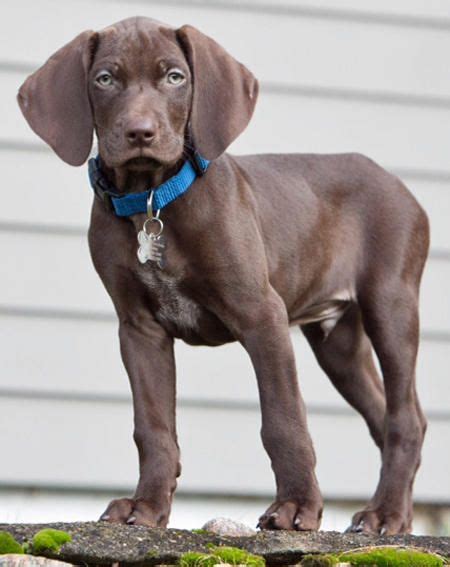 He is full of life and has boundless energy. Bogart the Weimaraner Mix. I love his big ears ...