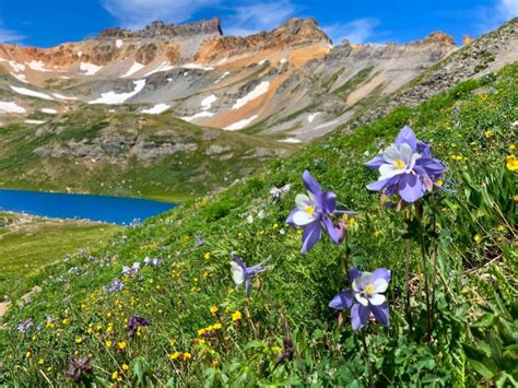 12 Of The Best Wildflower Hikes In Colorado That Youll Never Forget