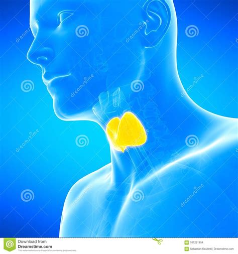 The Thyroid Gland Stock Illustration Illustration Of Organs 101291854