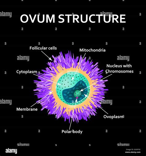 La Estructura Del Huevo Anatomía Del óvulo Ilustración Vectorial