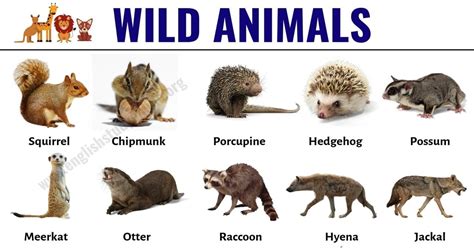 Wild Animals List Of 30 Popular Names Of Wild Animals In English