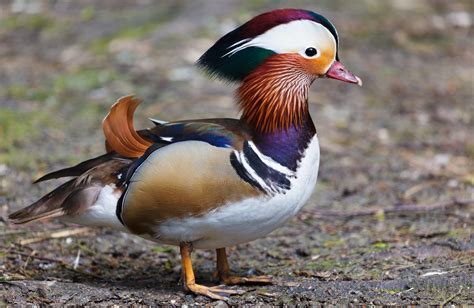 The mandarin duck is a colorful duck species that comes from asia. Mandarin Duck Free Stock Photo - Public Domain Pictures