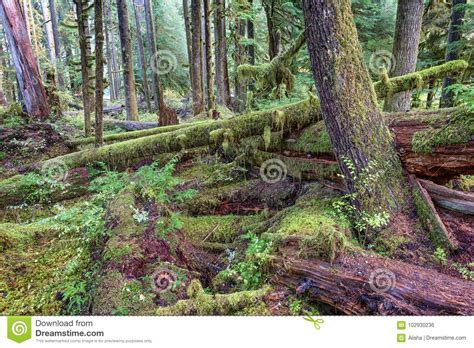Sol Duc Rainforest At Olympic National Park Oregon Coast Stock Photo