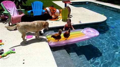 Chickens On A Pool Raft Youtube