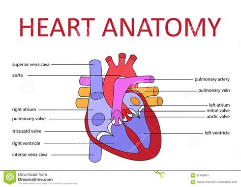 Anatomie de coeur illustration de vecteur. Illustration du santé - 57448841