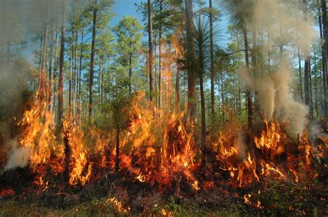 Northern Forest Fire Rages In Norouz Financial Tribune