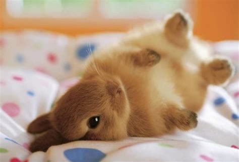 Have A Little Baby Bunny Becuase You Are Adorable Too Raww