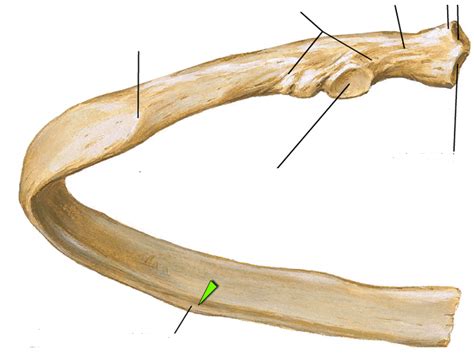 Neustockimages / getty images function. Flashcards - Thoracic wall - | StudyBlue